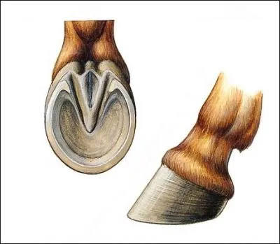 Comment se nomme cette partie triangulaire du sabot ?