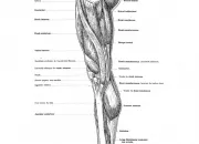 Quiz Innervation du membre infrieur