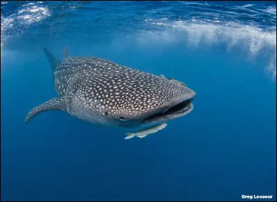 Est-ce que le requin-baleine est dangereux ?