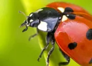 Quiz Les coccinelles