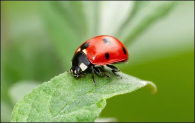 La coccinelle est un ...