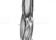 Quiz Innervation du membre suprieur