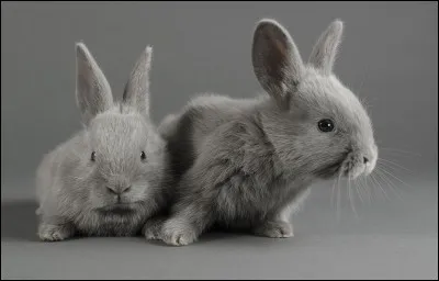 Qui pose un lapin à Jacques Brel dans l'une de ses chansons ?