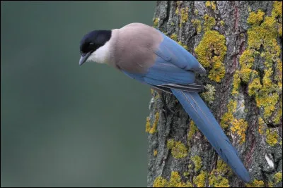 Endémique de la péninsule ibérique, cet oiseau appartenant à la famille des corvidés affectionne les milieux boisés. C'est...