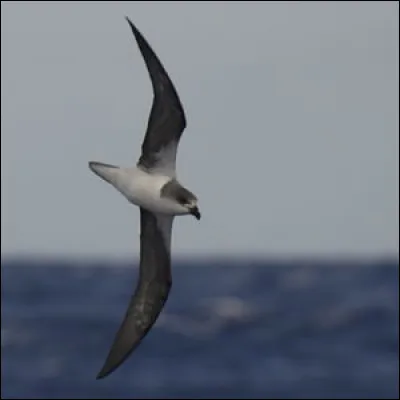 Nicheur à Madère, cet oiseau fait son nid dans des anfractuosités rocheuses des montagnes, mais passe le plus clair de son temps en haute mer. C'est...