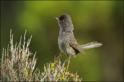 Ce petit passereau niche dans la végétation buissonnante de Sardaigne et de Corse. Quel est son nom ?