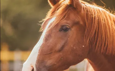 Quiz Animaux