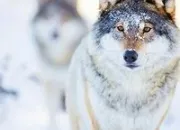 Quiz Tout sur le loup