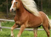 Quiz Le Haflinger