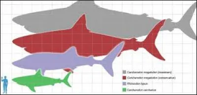 Quelle était la taille d'un mégalodon ?