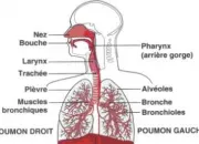 Quiz La respiration