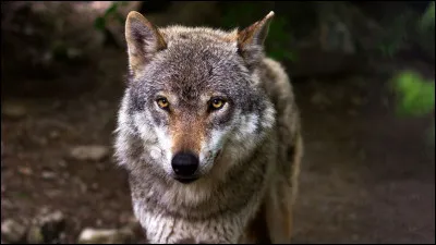 À quelle famille appartient le loup ?