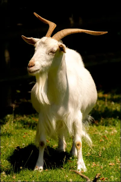 Quelle est la femelle du bouc ?