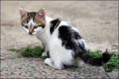 Un chaton n'arrive pas à descendre d'un arbre, que fais-tu ?