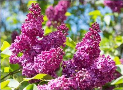 Le lilas rouge de Bordeaux existe.