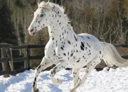 Quiz L'Appaloosa