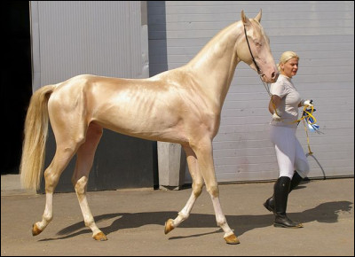 Quiz L Akhal Teke Monde Races Chevaux