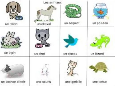 Quel animal est une cistude ?