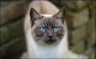 L'humain dispose de plusieurs cris pour exprimer sa voix, chanter, parler, murmurer, crier, gémir. Certains animaux aussi !
Je pense que le chat feule !