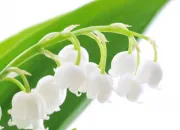 Quiz Muguet