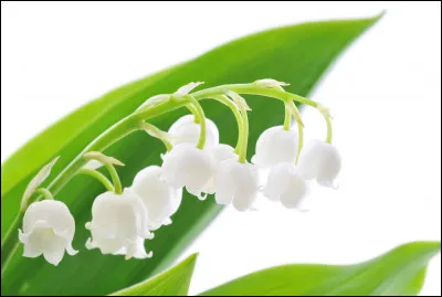 Comment s'appelle la fleur du muguet ?