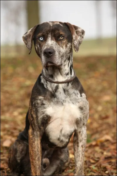 Très rare en Europe, ce chien est originaire de Lousiane. Comment se nomme-t-il ?