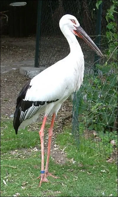 La cigogne est le symbole de la Franche-Comté.