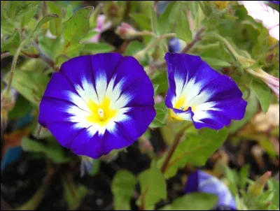 Fleurs - Quelle est la particularité de la belle-de-jour ?