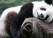 Quiz Le panda gant