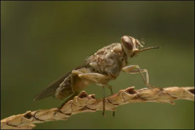 Quelle maladie la mouche tsé-tsé peut-elle transmettre ?