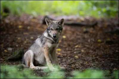 L'un de ces trois expressions a un rapport direct avec le loup !