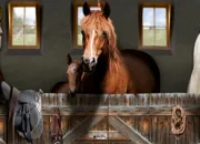 Quiz Le cheval : vrai ou faux ?