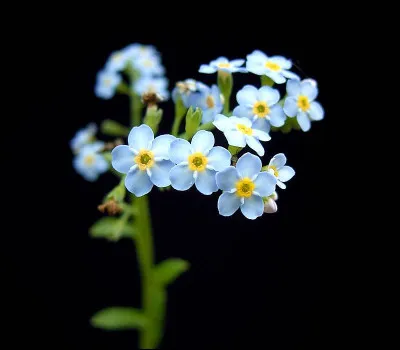 Quelle petite fleur bleue a un nom qui signifie "oreille de souris" en grec ?