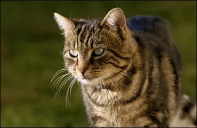 Comment est qualifié un chat qui présente un moignon de queue ?