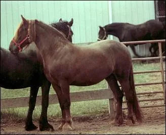 De quelle race sont ces chevaux ?