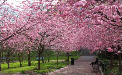 Vous retrouverez certainement cet arbre au Japon, quel est son nom ?