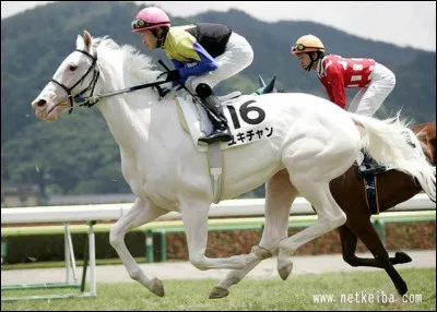 Voici la belle Yukichan ! Cette jument de course a une belle robe...