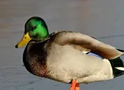 Quiz Les petits des animaux de la ferme