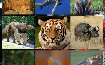 Quiz Animaux