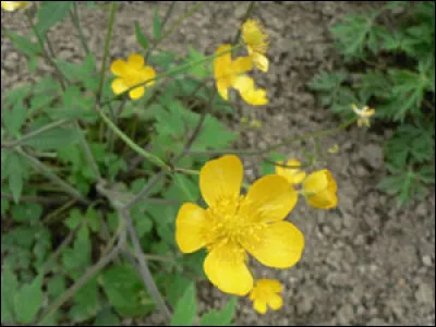 Le bouton d'or est-il toxique pour nos amis lapins ?