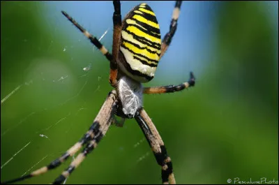 Toutes les araignées fabriquent une toile de capture.