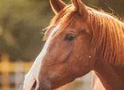 Test Quelle race de cheval es-tu ?