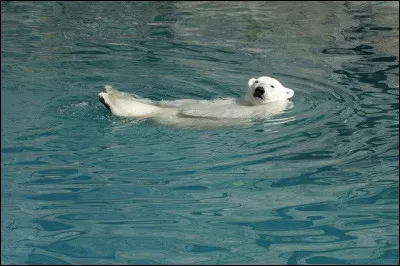 Notre petit ours polaire barbote dans l'eau. Au fait, laquelle de ces affirmations est fausse ? (Par rapport à l'eau)