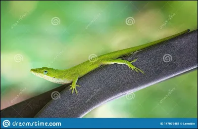 Des lézards respirent sous l'eau...