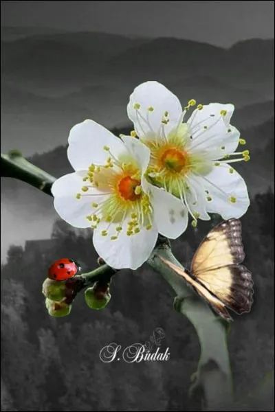 Dans le film de Christian Carion, quel oiseau a fait le printemps ?