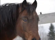 Test Quelle race de cheval est faite pour toi ?