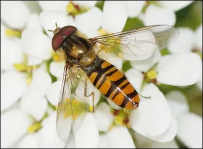 Le syrphe, joli petit insecte qui adore butiner dès les premières chaleurs est en fait :