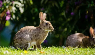 Aimes-tu les éléments en rapport avec la faune et la flore ?