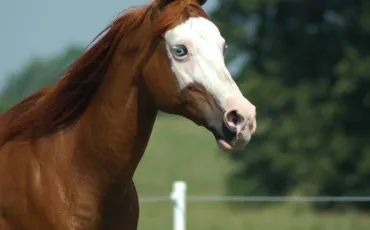 Quiz Chevaux