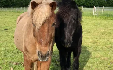 Quiz Chevaux